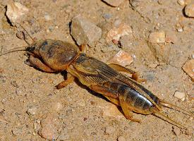 Photo: European mole cricket