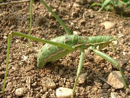 Photo: Predatory bush cricket