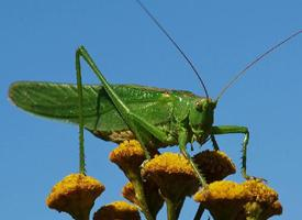 Photo: Grande sauterelle verte