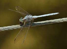 Photo: Southern skimmer