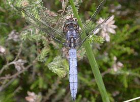 Photo: Keeled skimmer