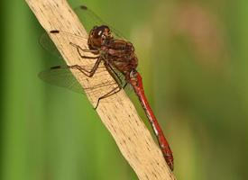 Photo: Scarlet dragonfly