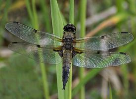 Photo: Libellule à quatre taches