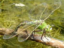 Photo: Emperor dragonfly