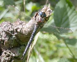 Photo: Hairy dragonfly