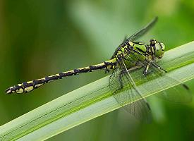 Photo: Green snaketail