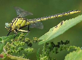 Photo: River clubtail