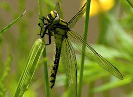 Photo: Common clubtail