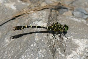 Photo: Small pincertail