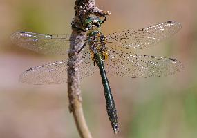 Photo: Downy emerald