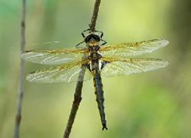 Photo: Eurasian baskettail