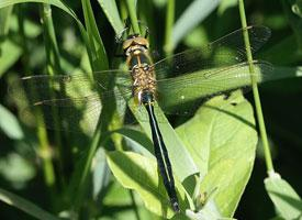 Photo: Brilliant emerald