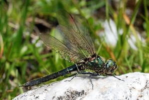 Photo: Alpine emerald