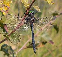 Photo: Northern emerald