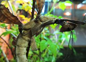 Photo: Spiny leaf insect