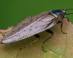 Photo: Dusky cockroach