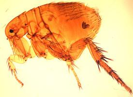 Photo: Oriental rat flea