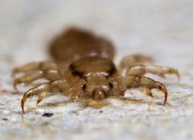 Photo: Head louse