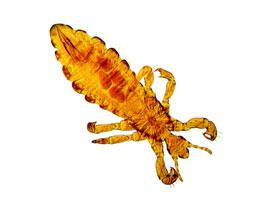 Photo: Body louse