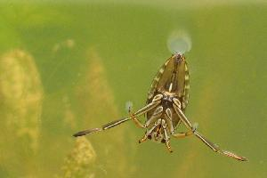 Photo: Common backswimmer