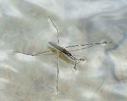 Photo: Common pond skater