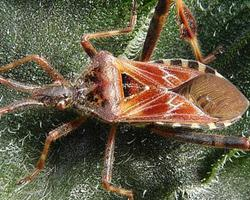 Photo: Western conifer seed bug