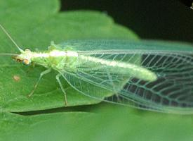 Photo: Chrysope verte