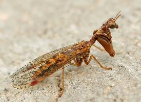 Photo: Styrian praying lacewing