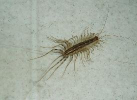 Photo: House centipede