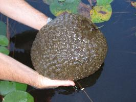 Photo: Magnificent bryozoan