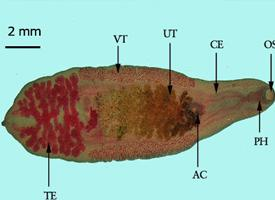 Photo: Chinese liver fluke