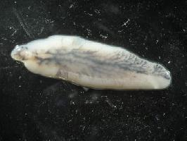 Photo: Common liver fluke