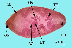 Photo: Japanese lung fluke