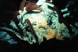 Photo: Giant tube worm