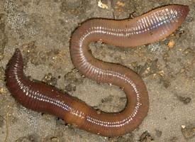 Photo: Common earthworm