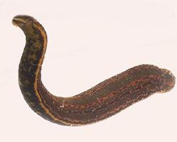 Photo: European medicinal leech