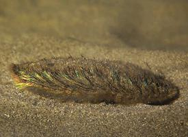 Photo: Sea mouse