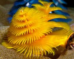 Photo: Christmas tree worm