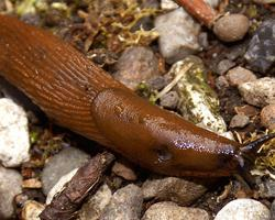 Photo: Spanish slug