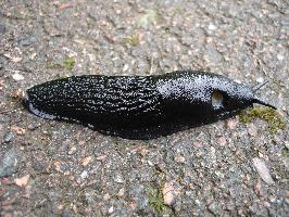 Photo: Black slug