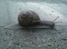 Photo: Roman snail