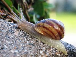 Photo: Garden snail