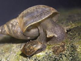 Photo: Great pond snail