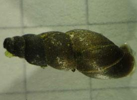 Photo: Pond mud snail