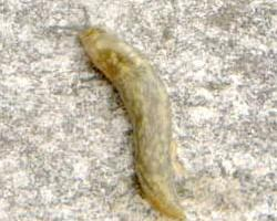 Photo: Cellar slug