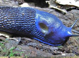 Photo: Carpathian blue slug