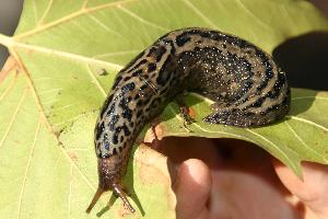 Photo: Great grey slug