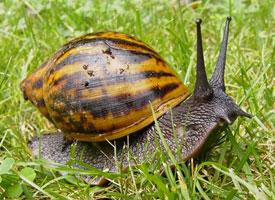 Photo: Giant african snail