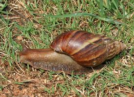 Photo: Giant african land snail