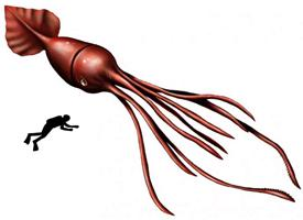 Photo: Colossal squid